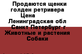 Продаются щенки голден ретривера › Цена ­ 25 000 - Ленинградская обл., Санкт-Петербург г. Животные и растения » Собаки   
